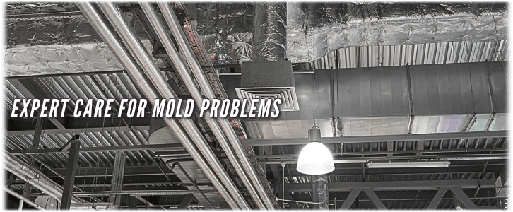 Air Duct Mold Removal in Humble TX